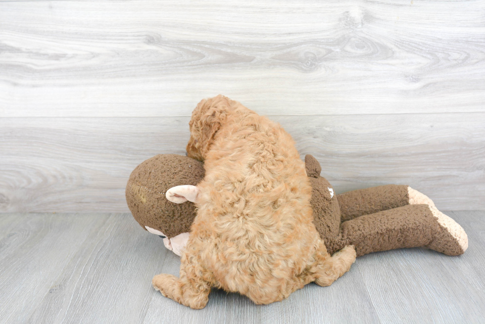 Mini Goldendoodle Pup Being Cute