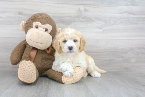 Sweet Mini Goldendoodle Baby