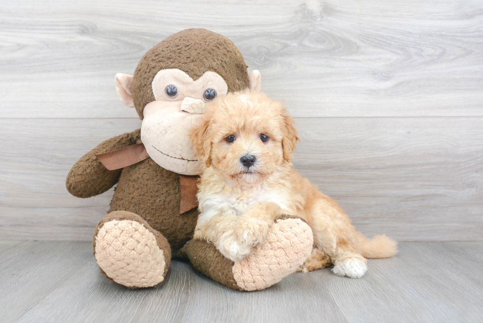 Playful Golden Retriever Poodle Mix Puppy