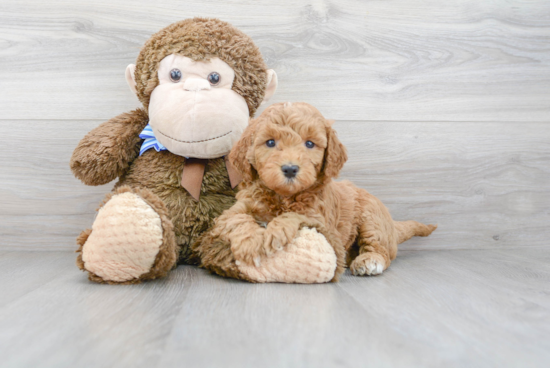 Fluffy Mini Goldendoodle Poodle Mix Pup