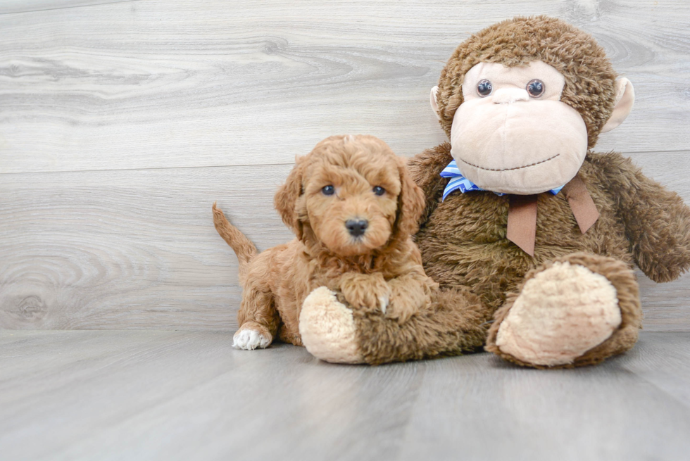 Mini Goldendoodle Pup Being Cute