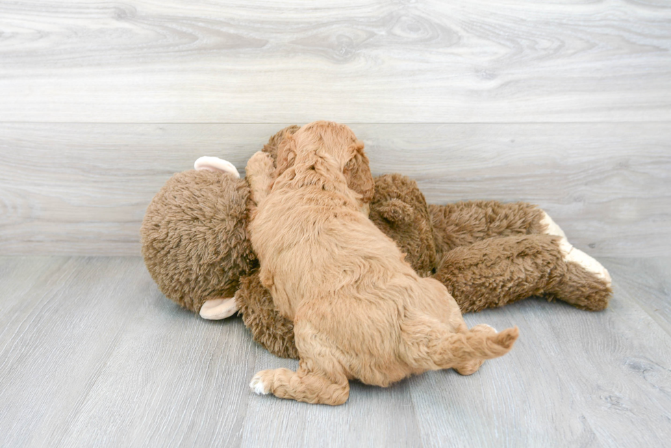 Mini Goldendoodle Pup Being Cute