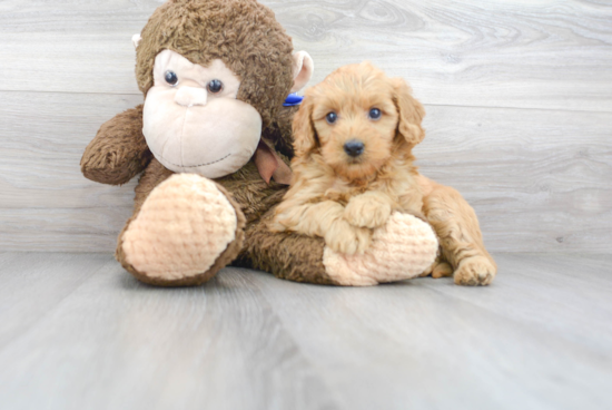 Fluffy Mini Goldendoodle Poodle Mix Pup