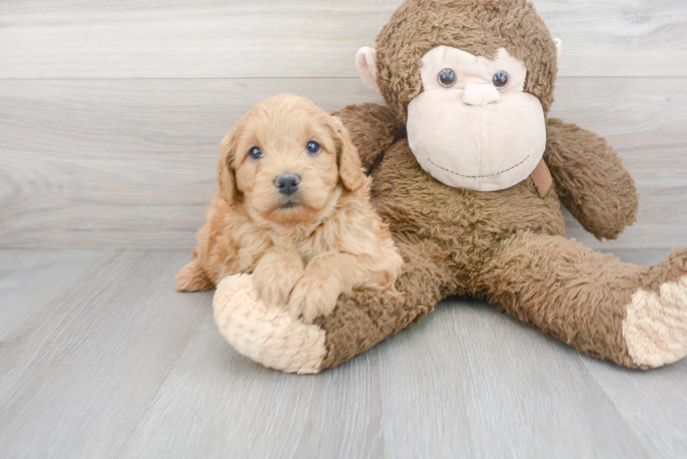 Mini Goldendoodle Puppy for Adoption