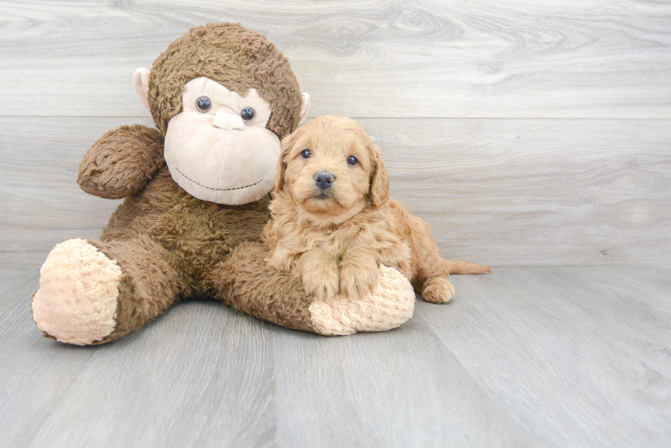 Popular Mini Goldendoodle Poodle Mix Pup