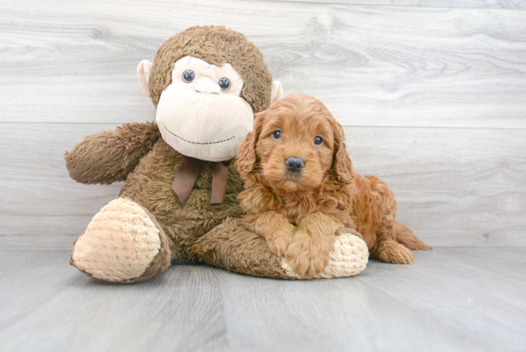 Best Mini Goldendoodle Baby