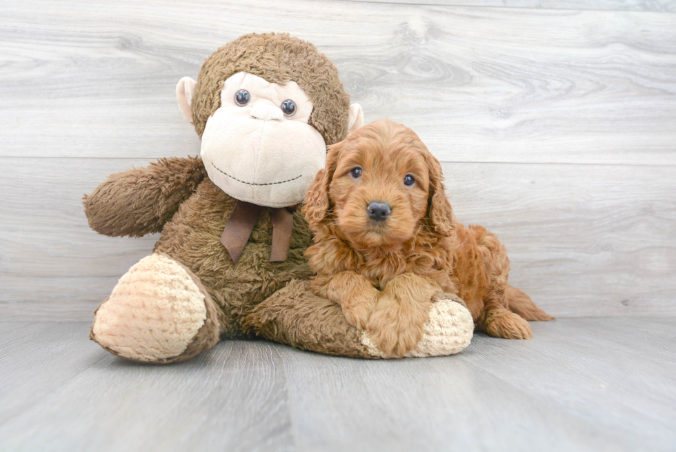 Best Mini Goldendoodle Baby