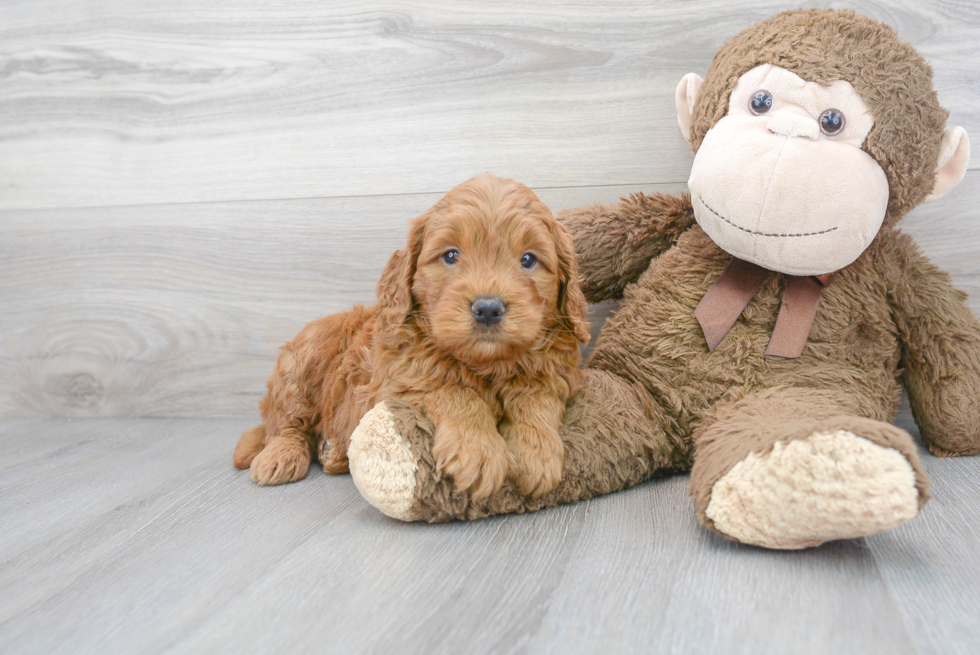 Small Mini Goldendoodle Baby