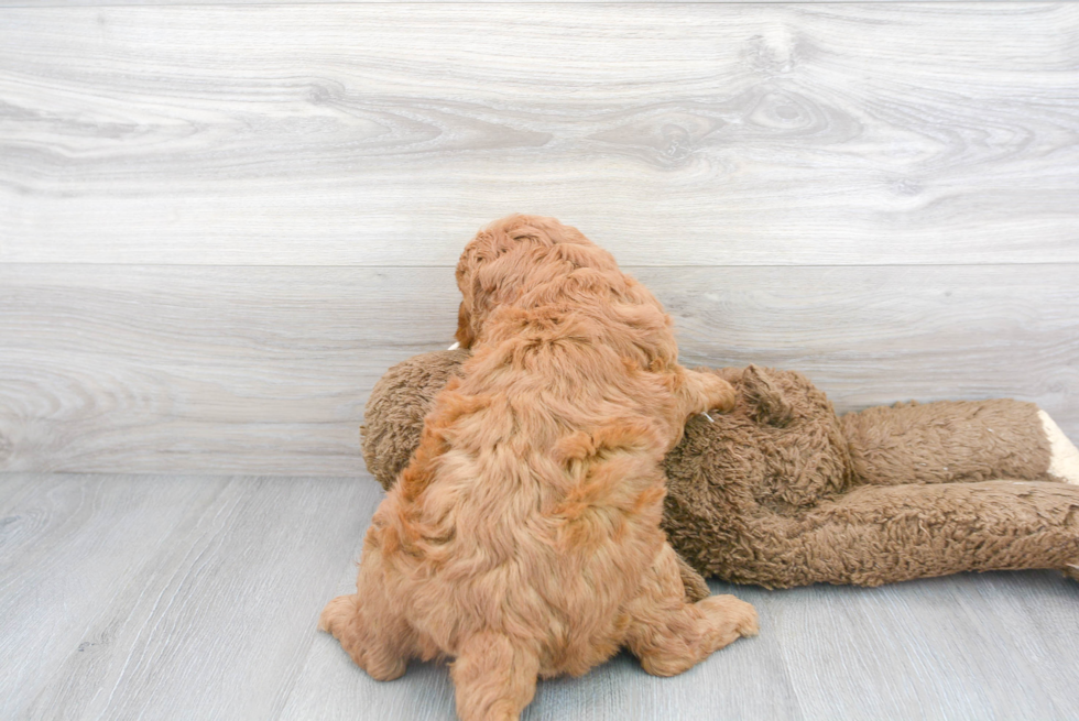 Mini Goldendoodle Pup Being Cute