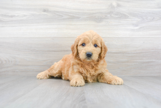 Best Mini Goldendoodle Baby