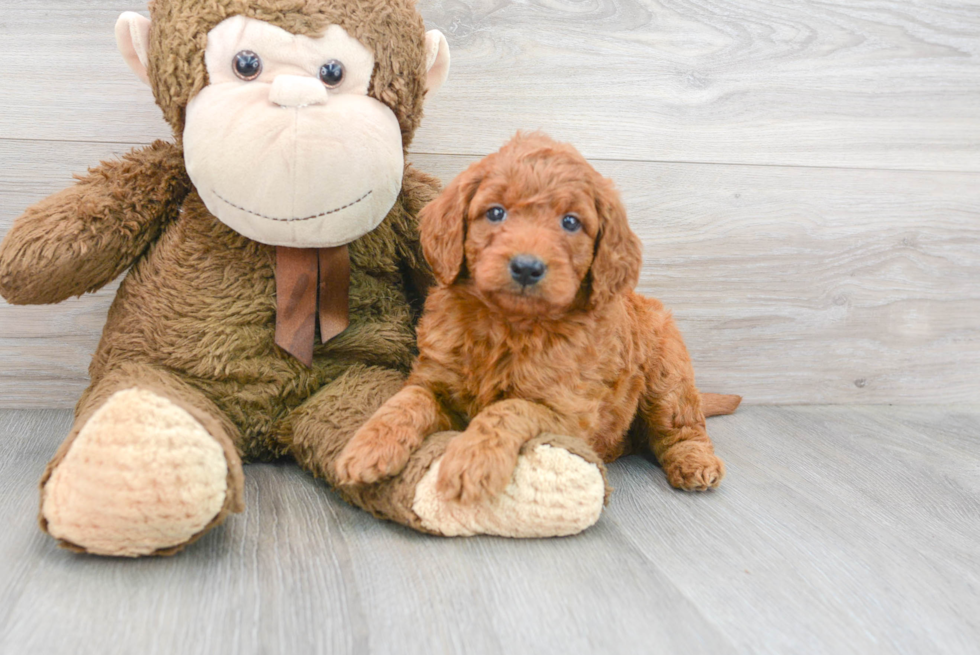 Friendly Mini Goldendoodle Baby