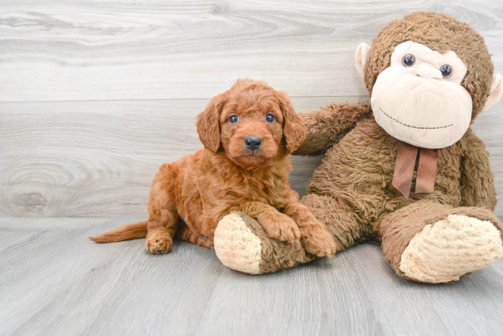 Cute Mini Goldendoodle Baby