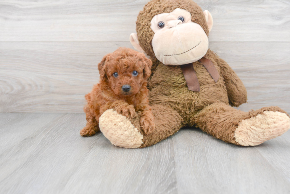 Best Mini Goldendoodle Baby