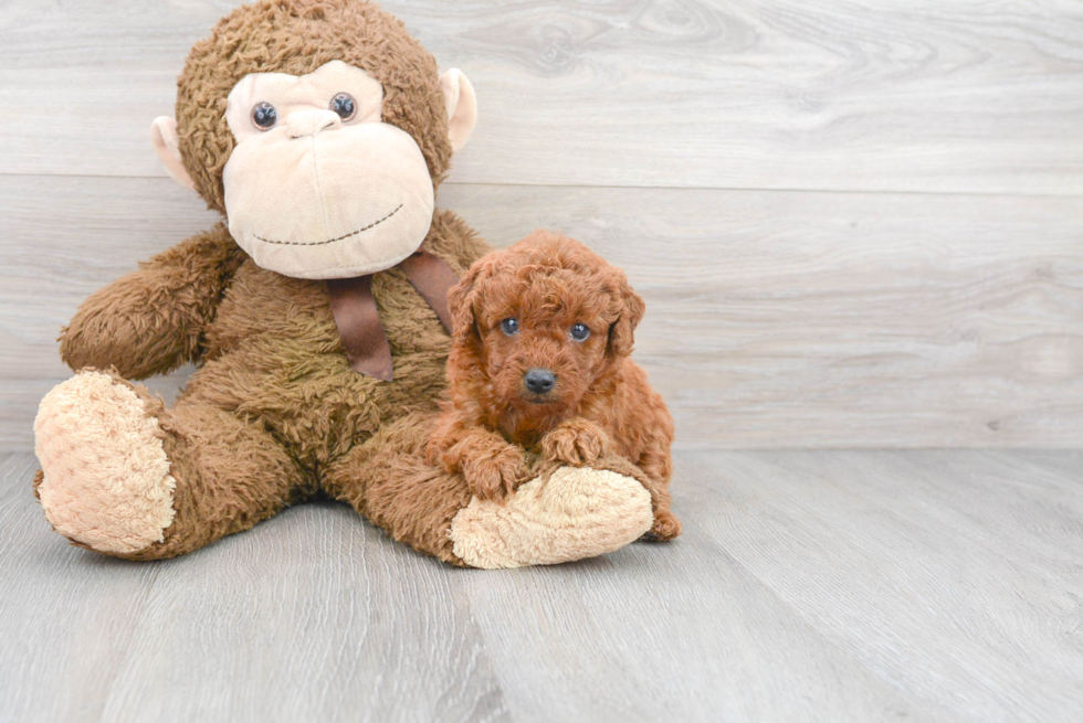 Mini Goldendoodle Pup Being Cute