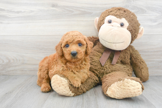 Best Mini Goldendoodle Baby