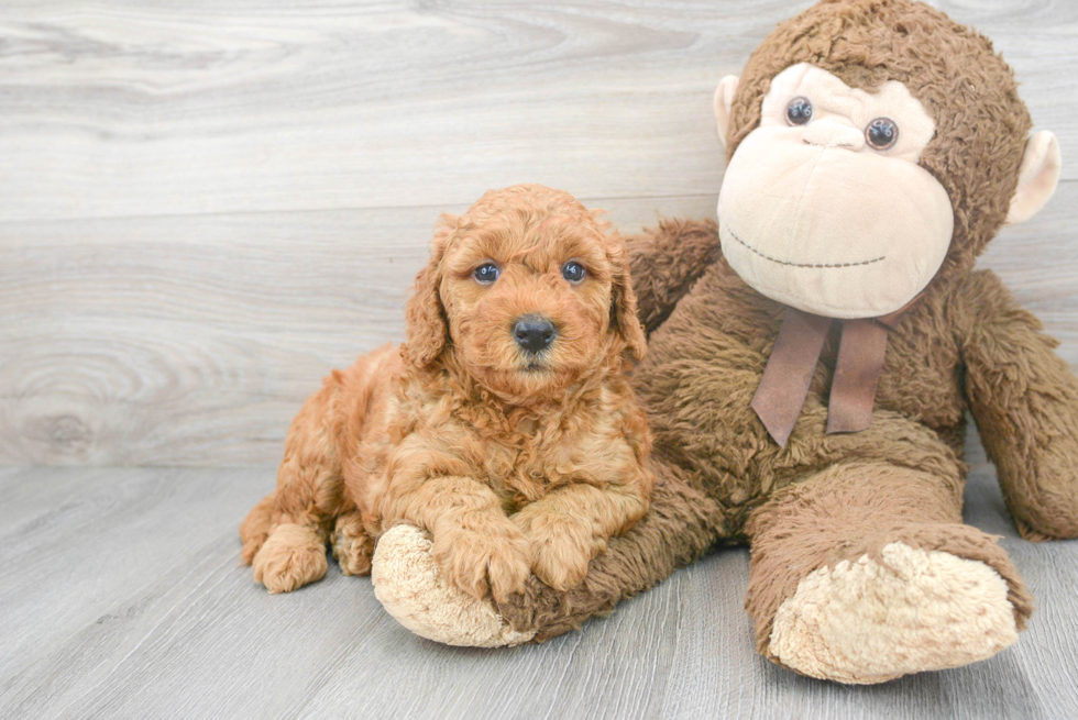 Mini Goldendoodle Pup Being Cute