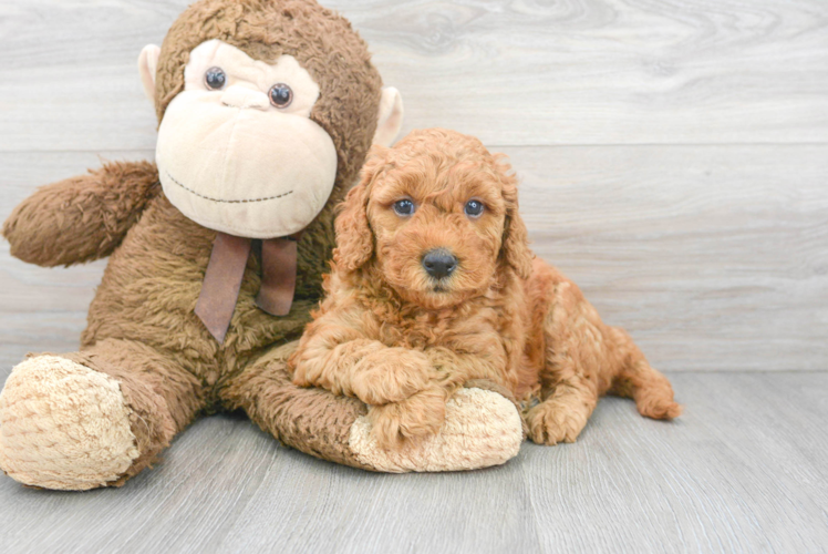 Mini Goldendoodle Puppy for Adoption