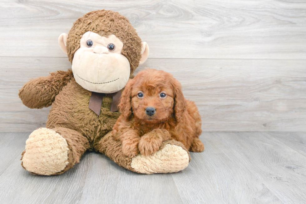 Adorable Golden Retriever Poodle Mix Puppy