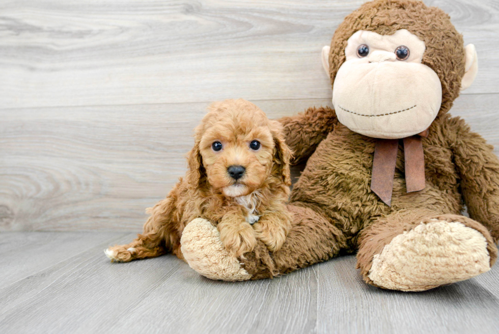 Popular Mini Goldendoodle Poodle Mix Pup