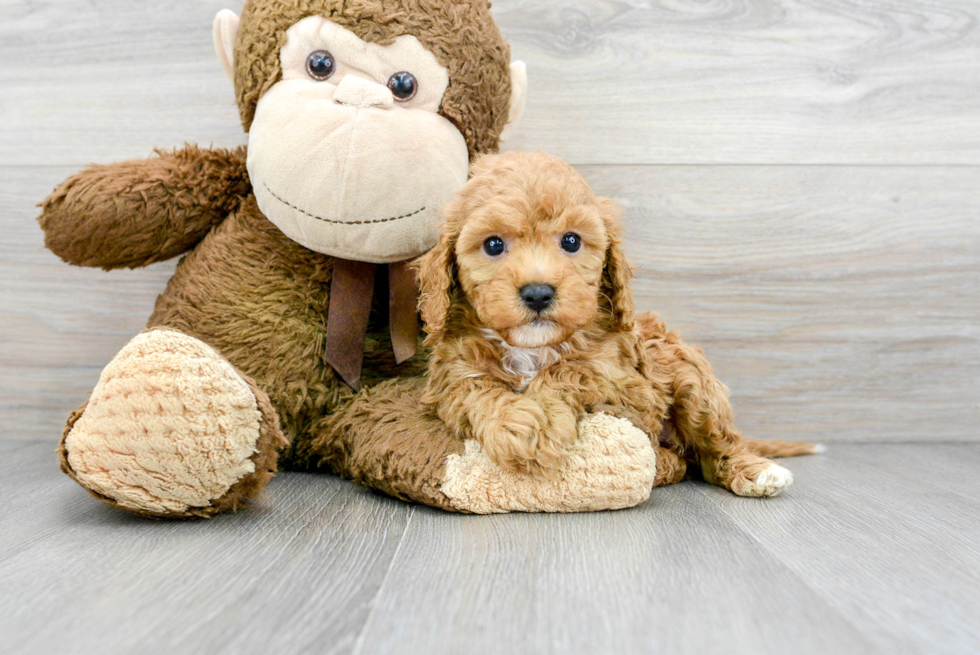 Mini Goldendoodle Pup Being Cute