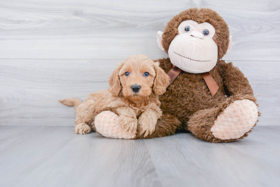 Mini Goldendoodle Pup Being Cute