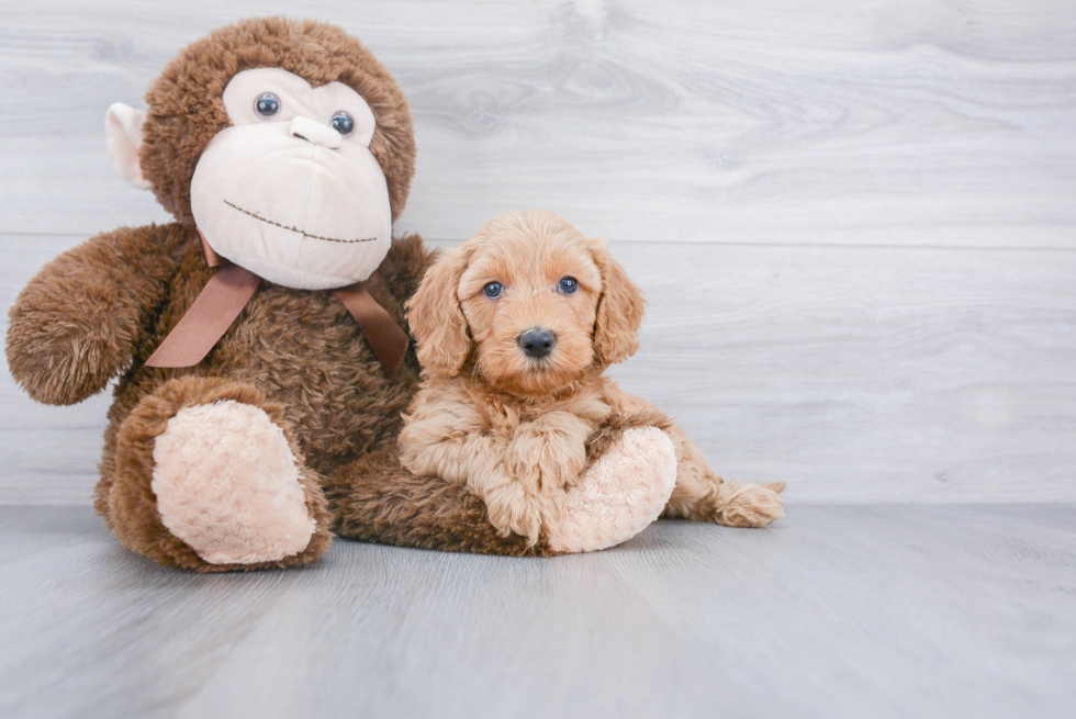 Mini Goldendoodle Pup Being Cute