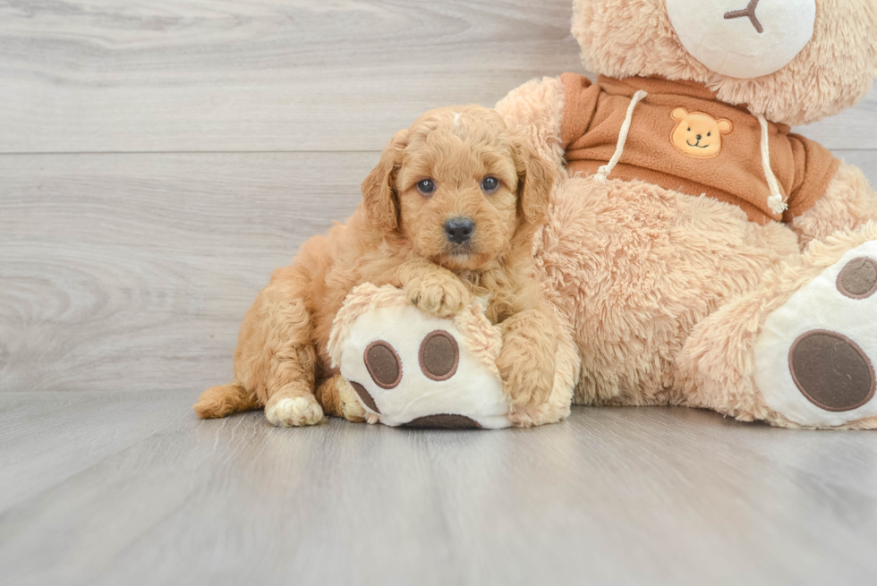 Energetic Golden Retriever Poodle Mix Puppy