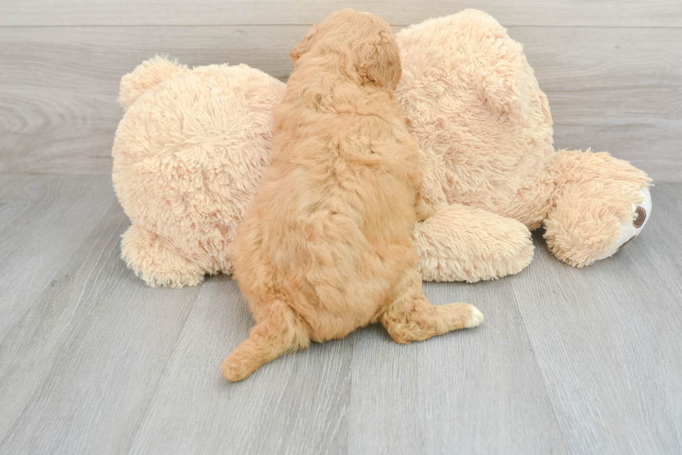 Energetic Golden Retriever Poodle Mix Puppy