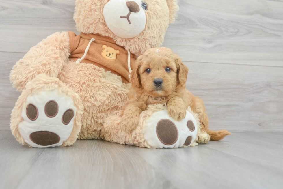 Sweet Mini Goldendoodle Baby