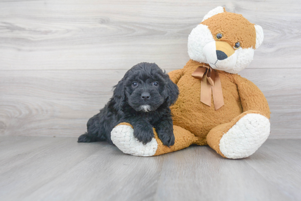 Mini Goldendoodle Puppy for Adoption