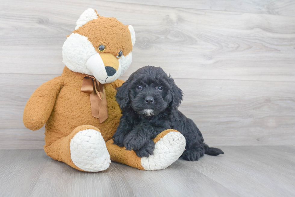 Best Mini Goldendoodle Baby