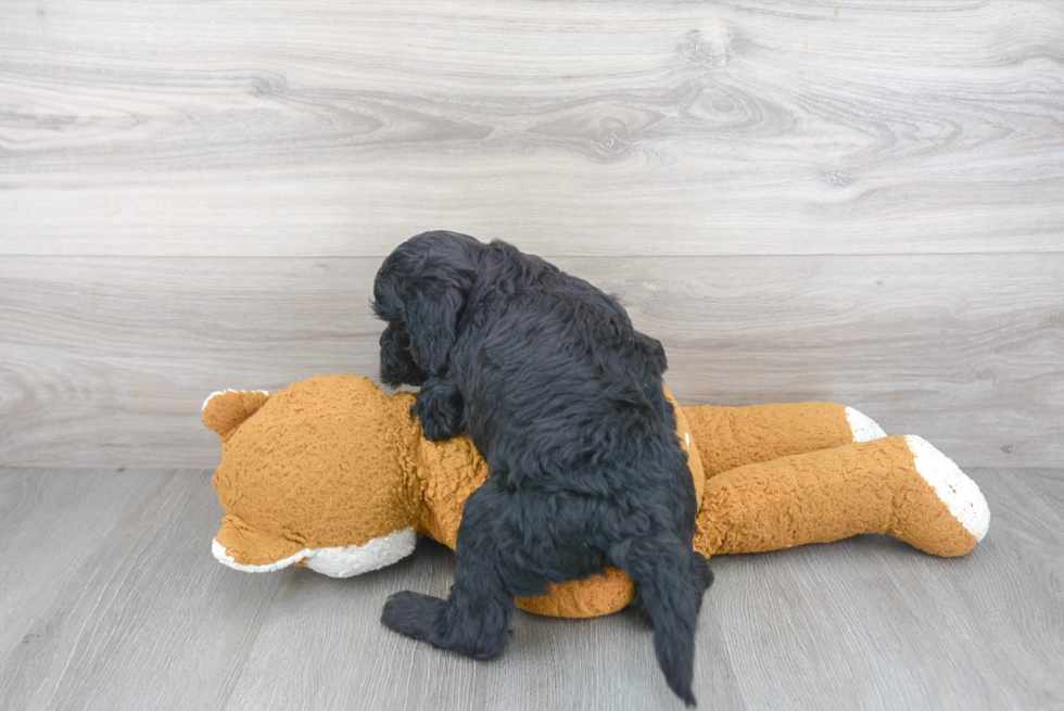 Playful Golden Retriever Poodle Mix Puppy