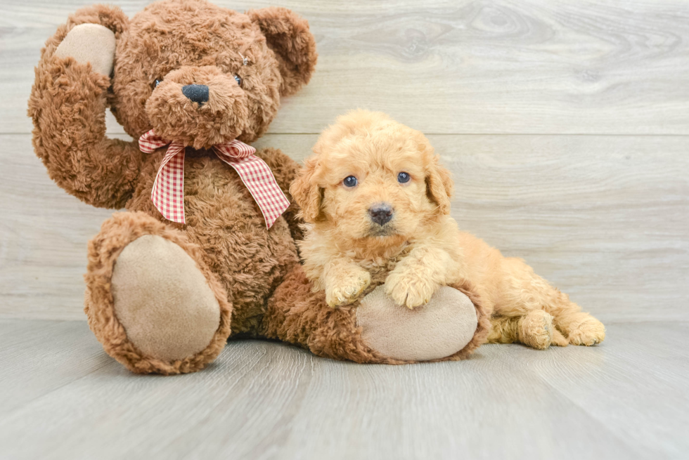 Smart Mini Goldendoodle Poodle Mix Pup