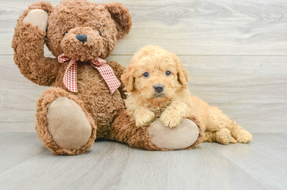 6 week old Mini Goldendoodle Puppy For Sale - Premier Pups