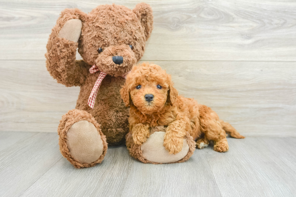 Mini Goldendoodle Pup Being Cute