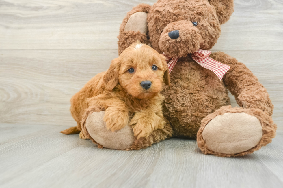 Mini Goldendoodle Puppy for Adoption