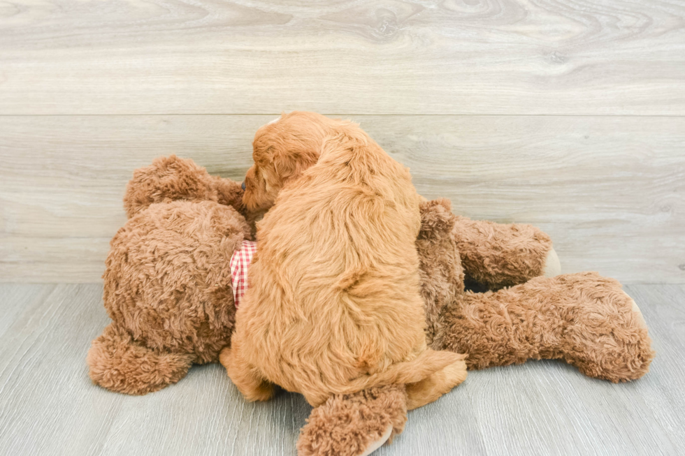 Mini Goldendoodle Puppy for Adoption