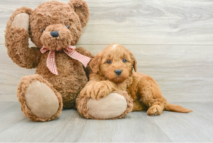 Best Mini Goldendoodle Baby