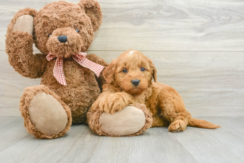 Best Mini Goldendoodle Baby