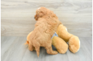 Mini Goldendoodle Puppy for Adoption