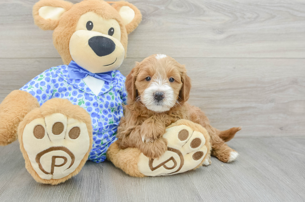 5 week old Mini Goldendoodle Puppy For Sale - Premier Pups