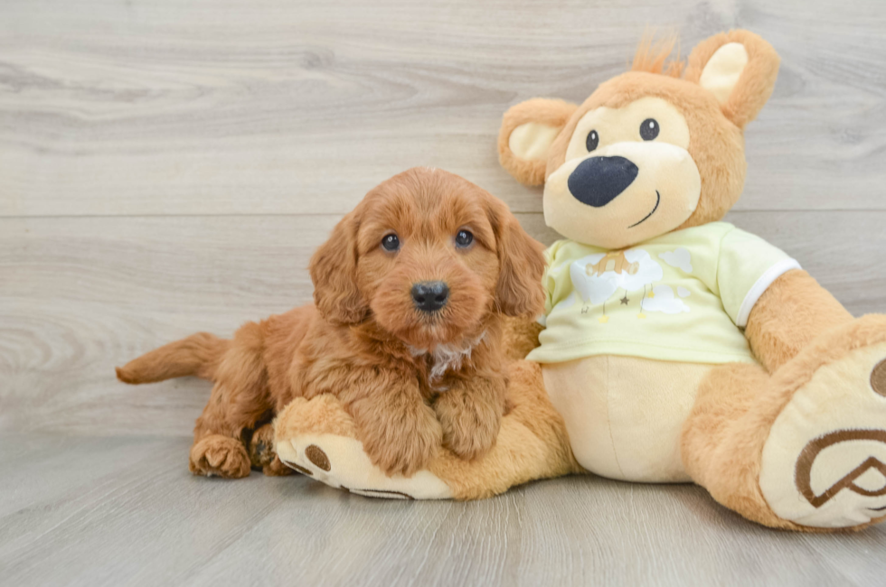 7 week old Mini Goldendoodle Puppy For Sale - Premier Pups