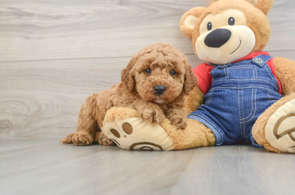 5 week old Mini Goldendoodle Puppy For Sale - Premier Pups