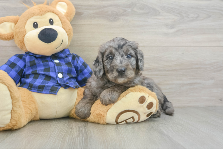 Playful Mini Groodle Poodle Mix Puppy