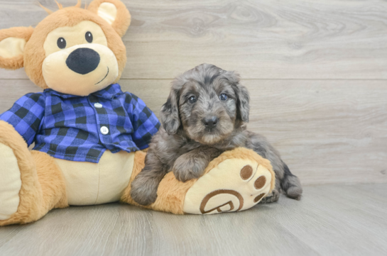 Playful Mini Groodle Poodle Mix Puppy