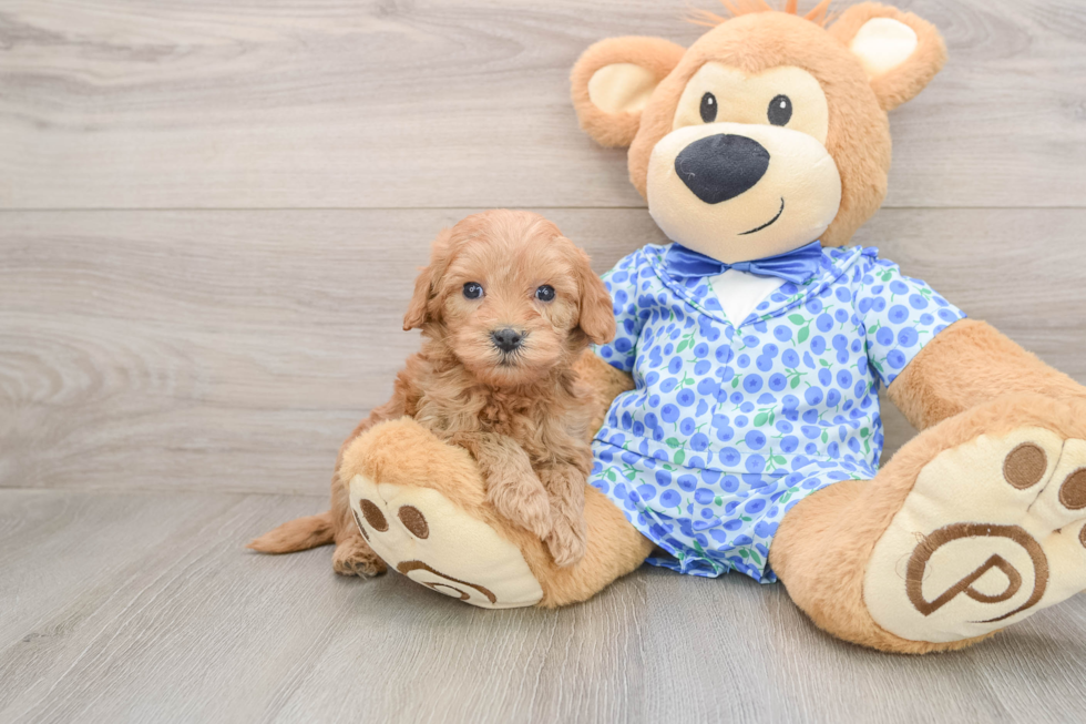 Smart Mini Goldendoodle Poodle Mix Pup