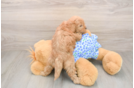 Adorable Golden Retriever Poodle Mix Poodle Mix Puppy