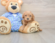 7 week old Mini Goldendoodle Puppy For Sale - Premier Pups