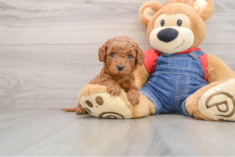 Little Mini Goldenpoo Poodle Mix Puppy
