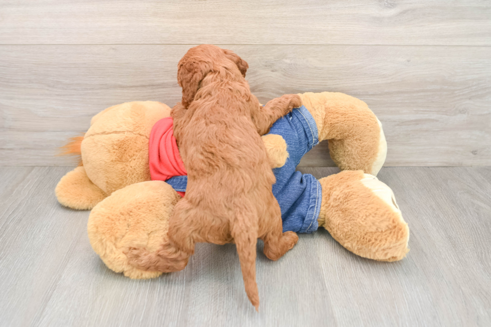 Friendly Mini Goldendoodle Baby